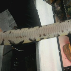 unk female Belly