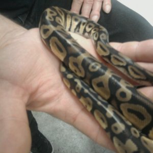 Unk female Back