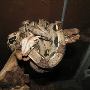 future breeding pair