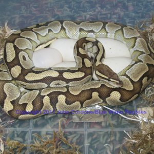 Delilah's Eggs just laid 4-23-2011