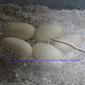 Delilah's Eggs just laid 4-23-2011
