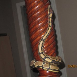 snakes_0072