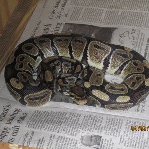 snakes_0231