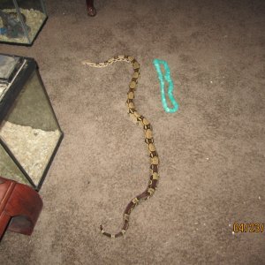 snakes_0341