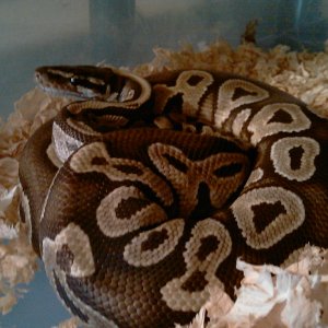 mojave