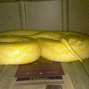 burmese