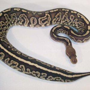 Onyx Female