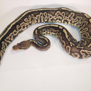 Onyx F 2