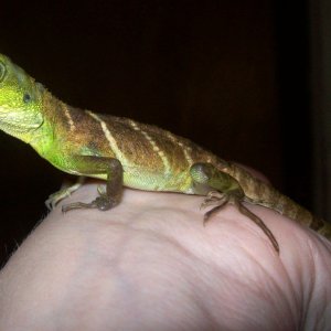 Injured Chinese Water Dragon