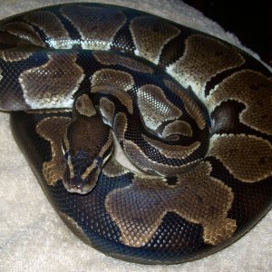Male Normal- Post shed