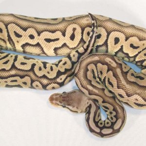Red Axanthic Pastel 5-1