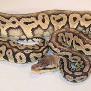 Red Axanthic Pastel M 5-1