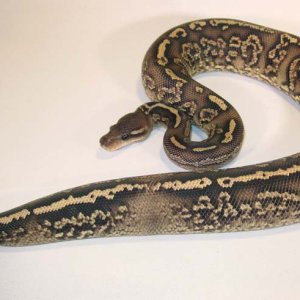 Onyx Yellow Belly #2