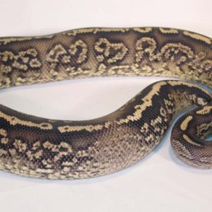 Onyx Yellow Belly #2a