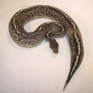 Onyx Yellow Belly #2b