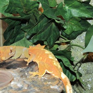 My Geckos