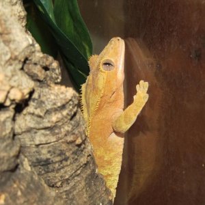 My Geckos
