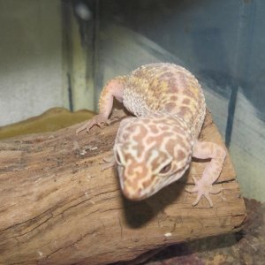 My Geckos