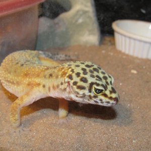 My Geckos