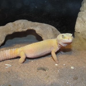 My Geckos