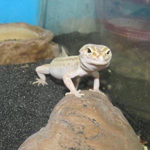 My Geckos
