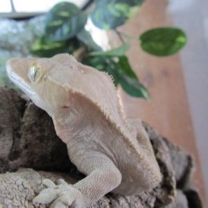 My Geckos