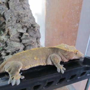 My Geckos