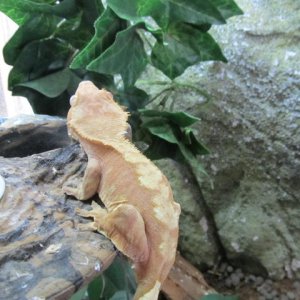 My Geckos