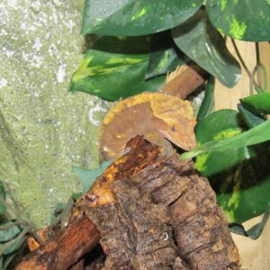 My Geckos