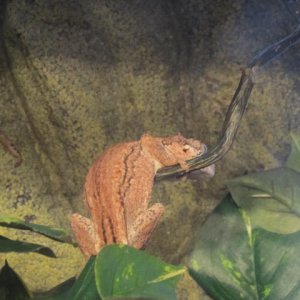 My Geckos
