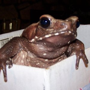 Toads and more boxes