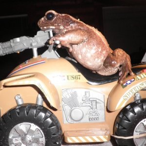Toads on wheels