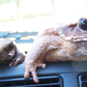 Toads on the road