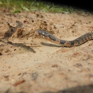 Water Snake