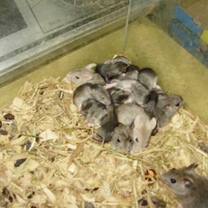 AFRICAN SOFT FUR RATS