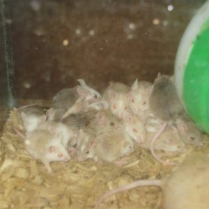 AFRICAN SOFT FUR RATS