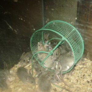 AFRICAN SOFT FUR RATS