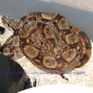 Hypo Het Type II Anery Nicaraguan Boas