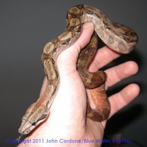 Hypo Het Type II Anery Nicaraguan Boas