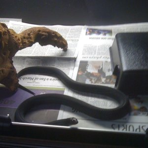 Blk Pine Snake