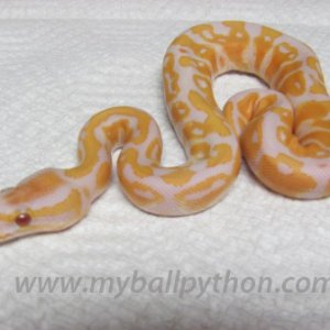 Lavender Albinos and Hets