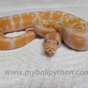Lavender Albinos and Hets