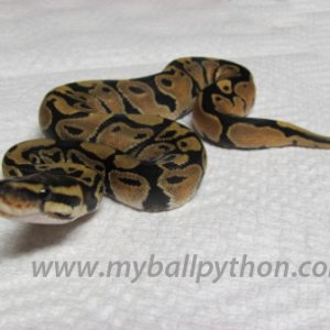 Lavender Albinos and Hets