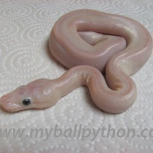 Lavender Albinos and Hets