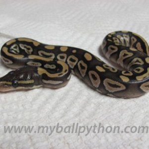 Lavender Albinos and Hets