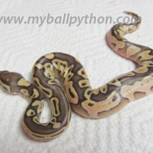 Lavender Albinos and Hets