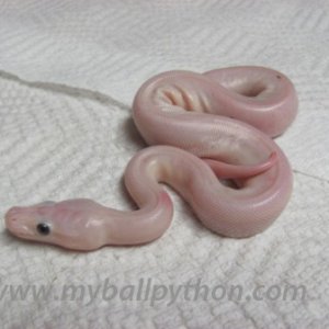 Lavender Albinos and Hets