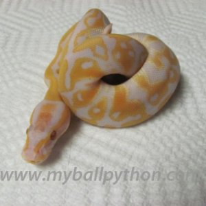 Lavender Albinos and Hets