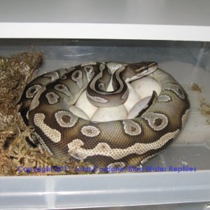Bella lays 8 eggs 5-23-2011