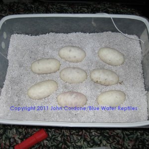 Bella lays 8 eggs 5-23-2011